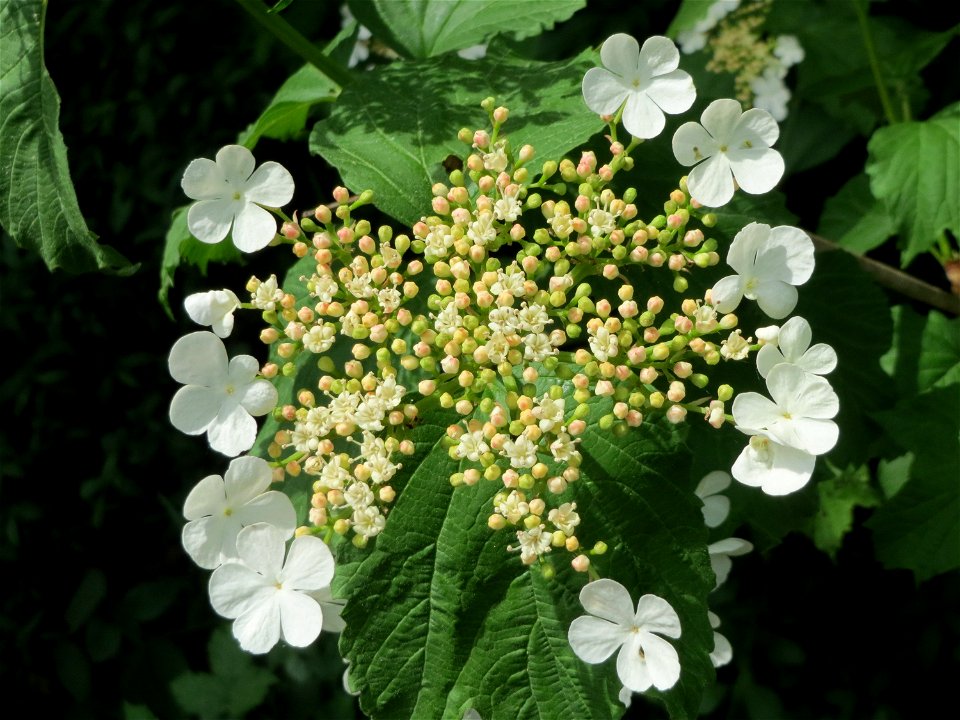 Gewöhnlicher Schneeball (Viburnum opulus) im Schwetzinger Hardt
