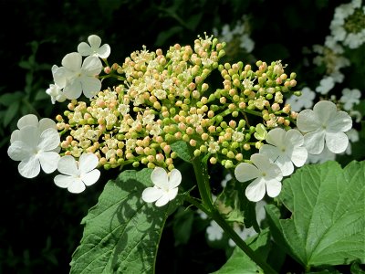 Gewöhnlicher Schneeball (Viburnum opulus) im Schwetzinger Hardt