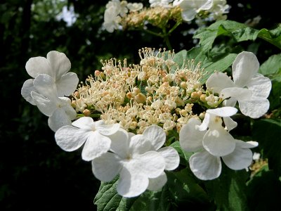 Gewöhnlicher Schneeball (Viburnum opulus) im Schwetzinger Hardt
