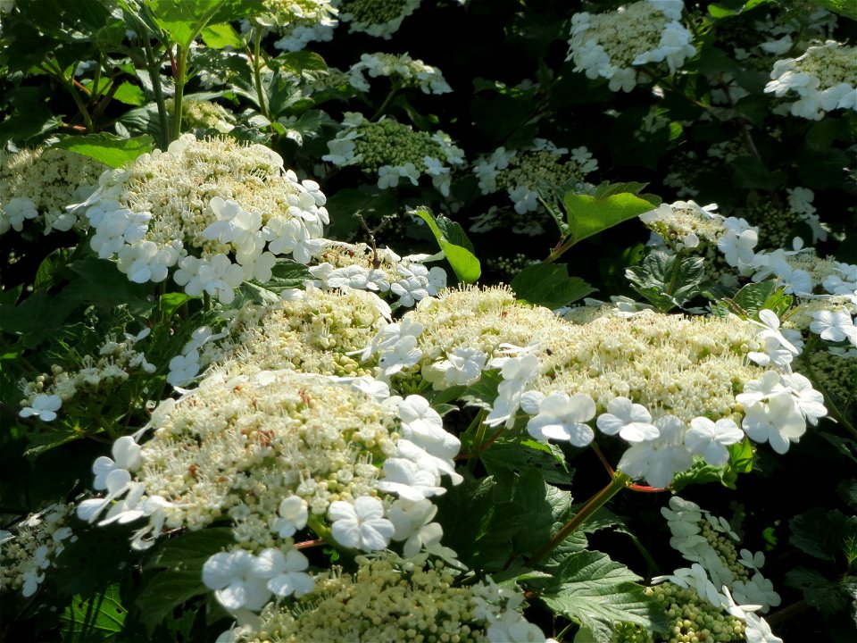 Gewöhnlicher Schneeball (Viburnum opulus) in den Horststückern im Landschaftsschutzgebiet Hockenheimer Rheinbogen