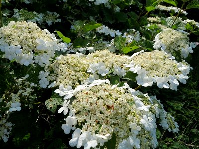 Gewöhnlicher Schneeball (Viburnum opulus) in den Horststückern im Landschaftsschutzgebiet Hockenheimer Rheinbogen