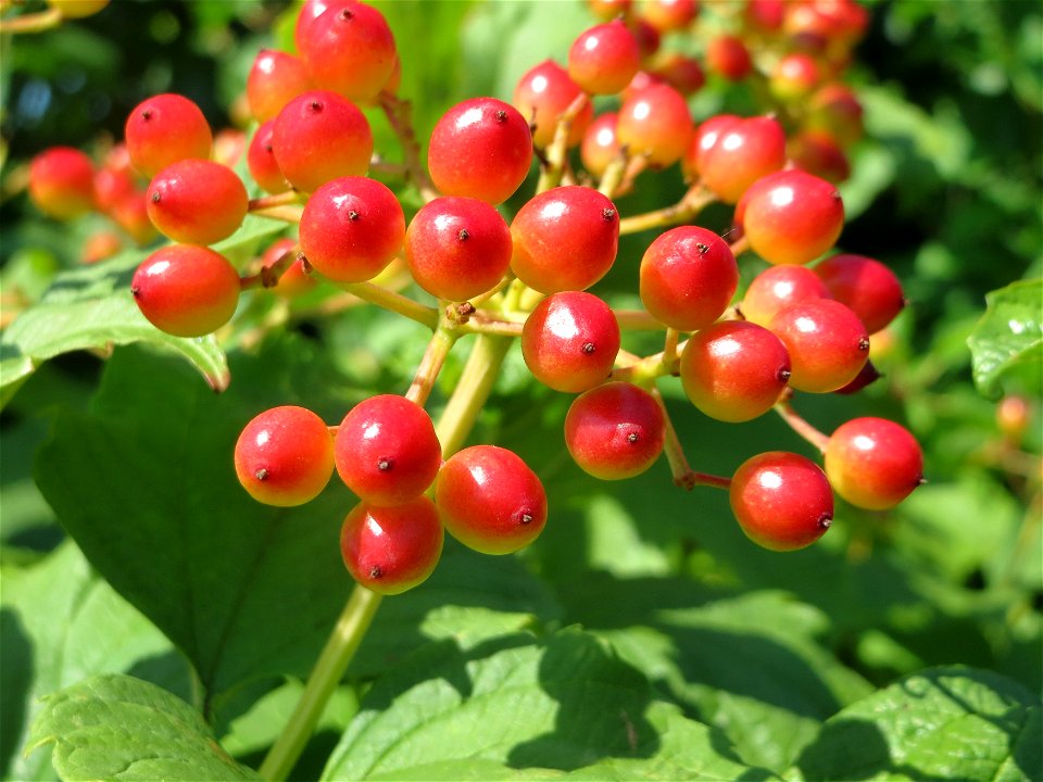 Gewöhnlicher Schneeball (Viburnum opulus) bei Neulußheim