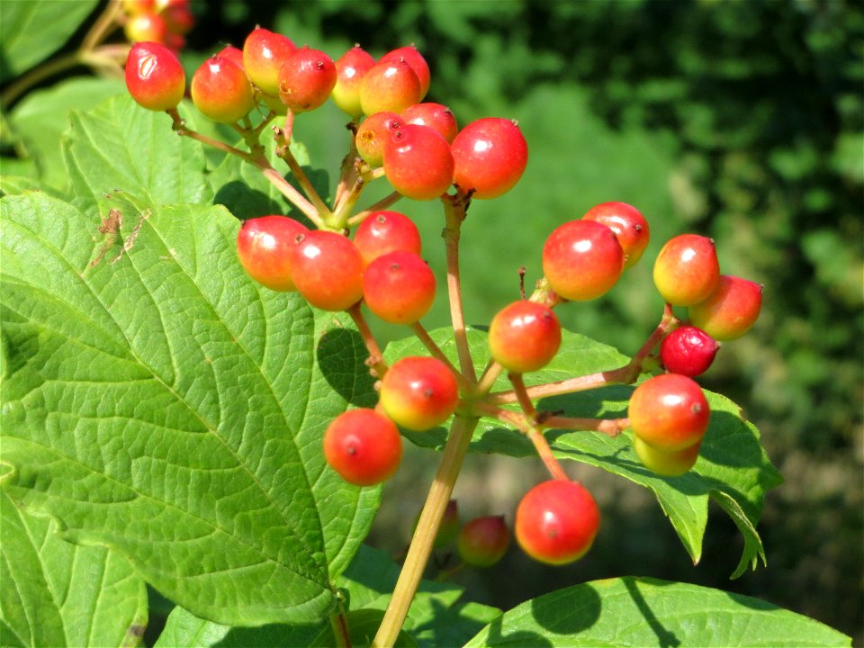 Gewöhnlicher Schneeball (Viburnum opulus) bei Neulußheim