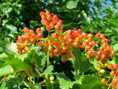 Gewöhnlicher Schneeball (Viburnum opulus) bei Neulußheim
