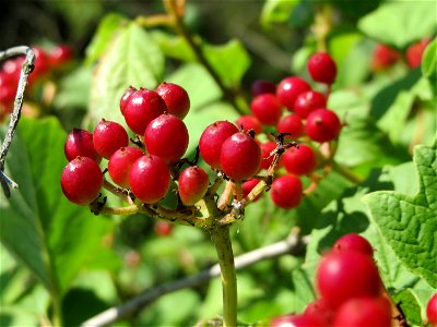 Gewöhnlicher Schneeball (Viburnum opulus) bei Neulußheim