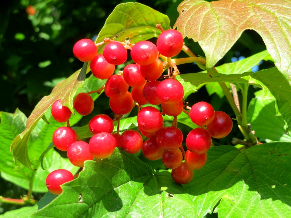 Gewöhnlicher Schneeball (Viburnum opulus) am Schalkenmehrener Maar