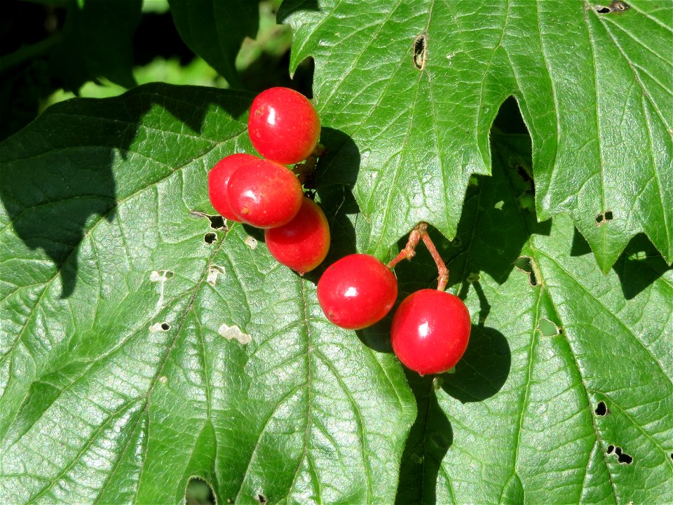 Gewöhnlicher Schneeball (Viburnum opulus) am Schalkenmehrener Maar