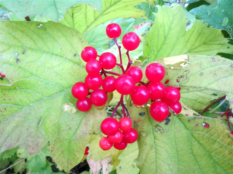 Gewöhnlicher Schneeball (Viburnum opulus) am Schalkenmehrener Maar