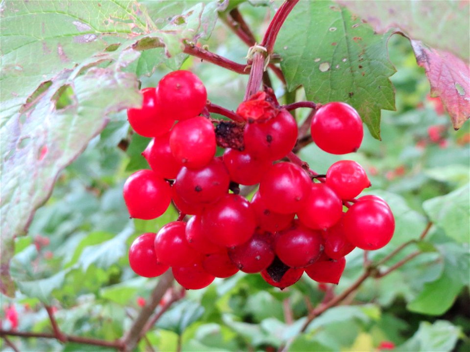 Gewöhnlicher Schneeball (Viburnum opulus) am Schalkenmehrener Maar