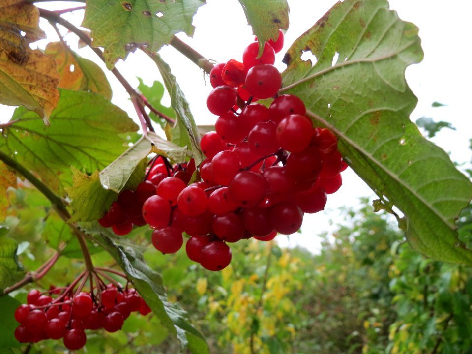Gewöhnlicher Schneeball (Viburnum opulus) am Schalkenmehrener Maar