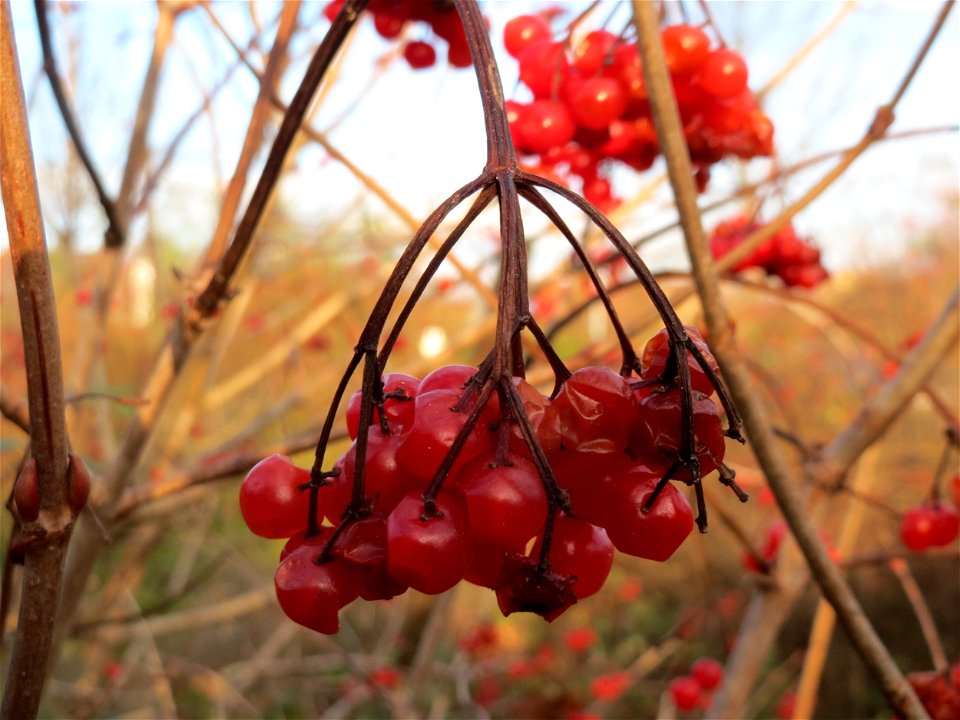 Gewöhnlicher Schneeball (Viburnum opulus) in Hockenheim