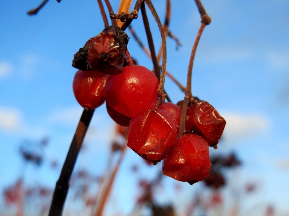 Gewöhnlicher Schneeball (Viburnum opulus) in Hockenheim