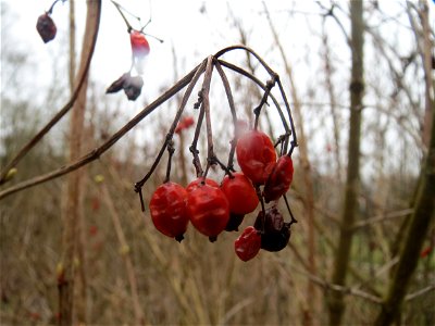Gewöhnlicher Schneeball (Viburnum opulus) in der Saaraue Güdingen
