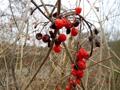 Gewöhnlicher Schneeball (Viburnum opulus) in der Saaraue Güdingen