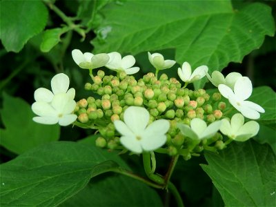 Gewöhnlicher Schneeball (Viburnum opulus) im Landschaftsschutzgebiet Rheinhessisches Rheingebiet bei Worms
