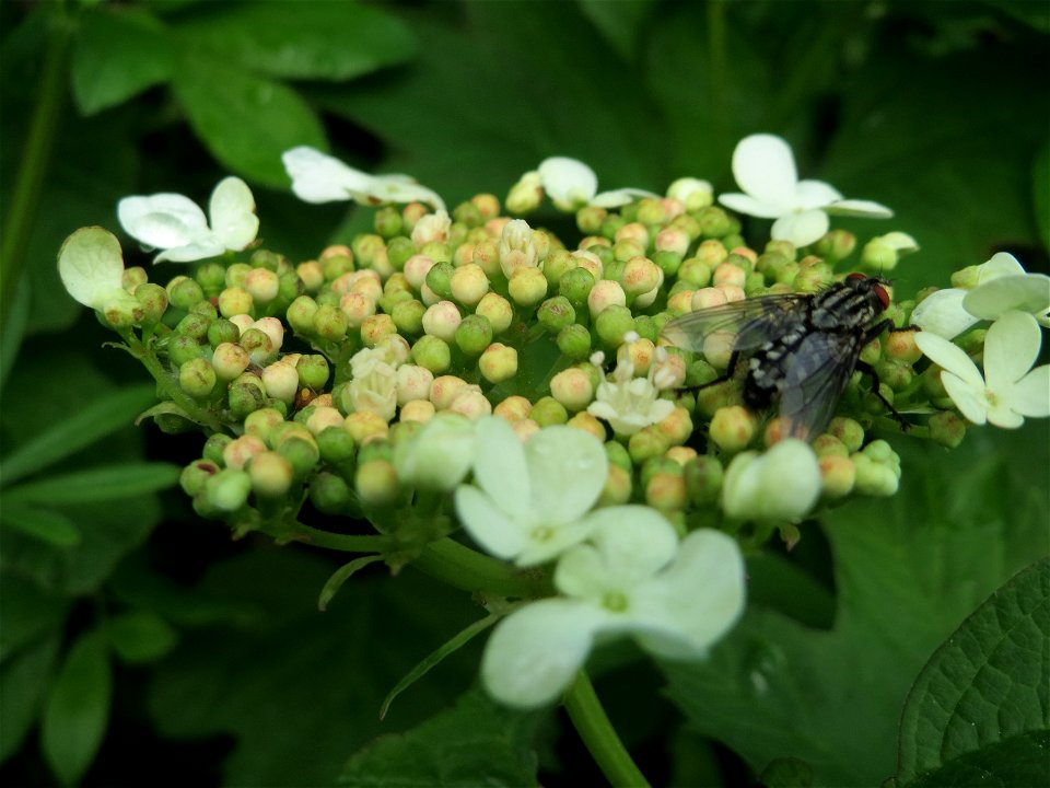 Gewöhnlicher Schneeball (Viburnum opulus) im Landschaftsschutzgebiet Rheinhessisches Rheingebiet bei Worms