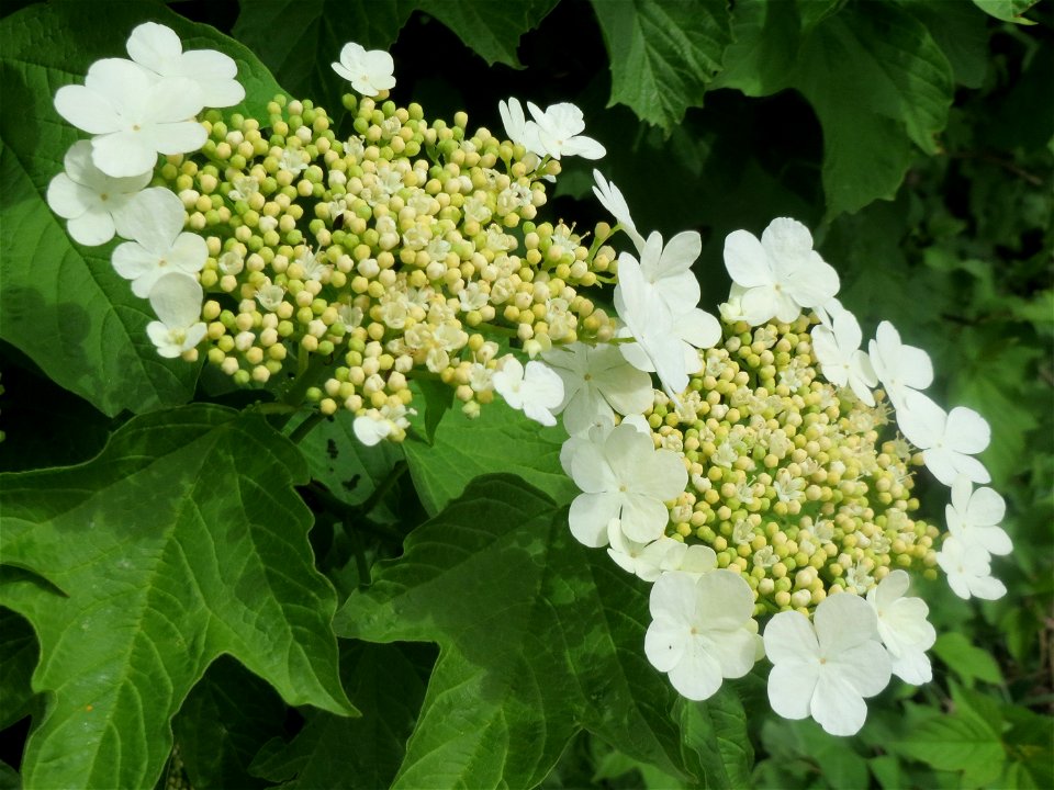 Gewöhnlicher Schneeball (Viburnum opulus) im Landschaftsschutzgebiet „Hockenheimer Rheinbogen“