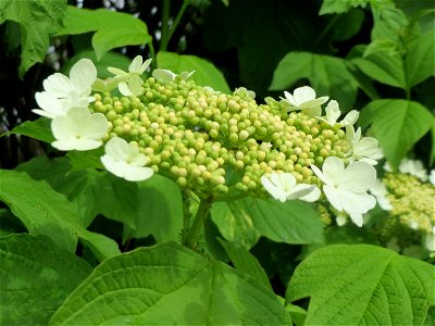 Gewöhnlicher Schneeball (Viburnum opulus) im Landschaftsschutzgebiet „Hockenheimer Rheinbogen“