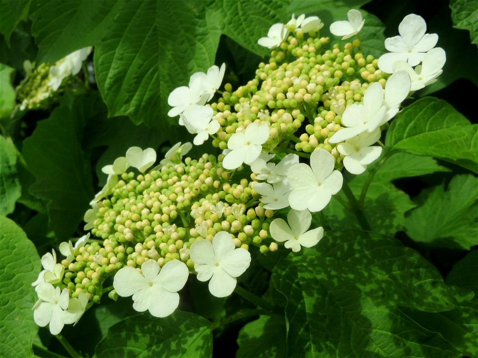 Gewöhnlicher Schneeball (Viburnum opulus) im Landschaftsschutzgebiet „Hockenheimer Rheinbogen“