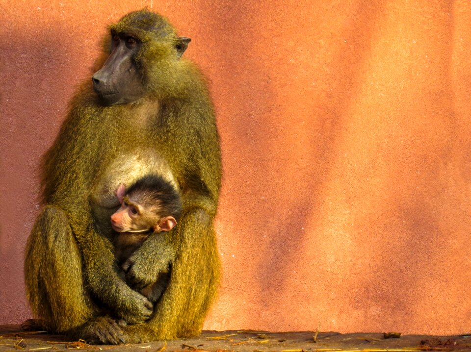 Sphinx-baboon family mother and child