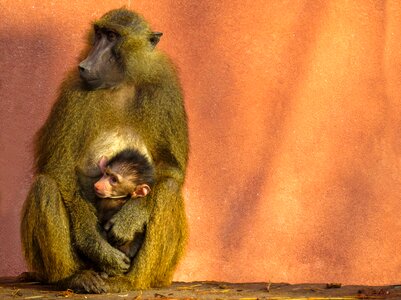 Sphinx-baboon family mother and child