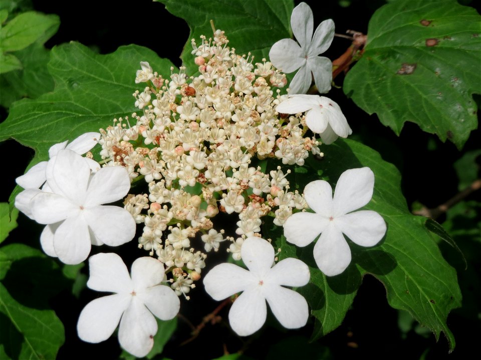 Gewöhnlicher Schneeball (Viburnum opulus) im Naturschutzgebiet „Ketscher Rheininsel“