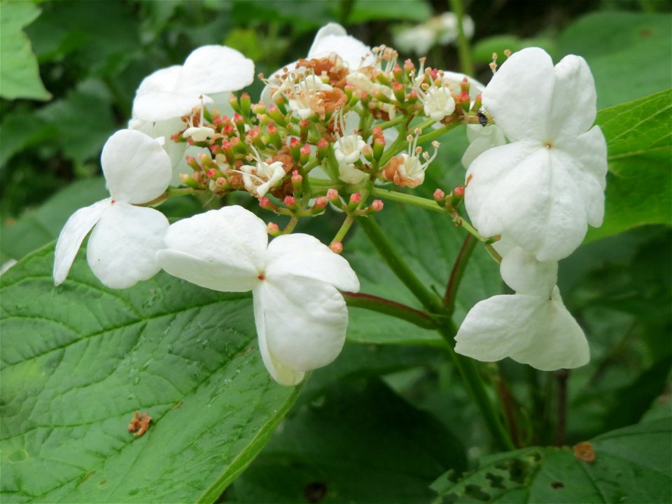 Gewöhnlicher Schneeball (Viburnum opulus) an der Saaraue Güdingen