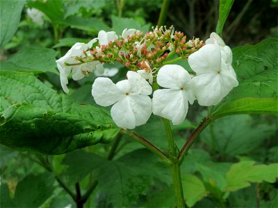 Gewöhnlicher Schneeball (Viburnum opulus) an der Saaraue Güdingen