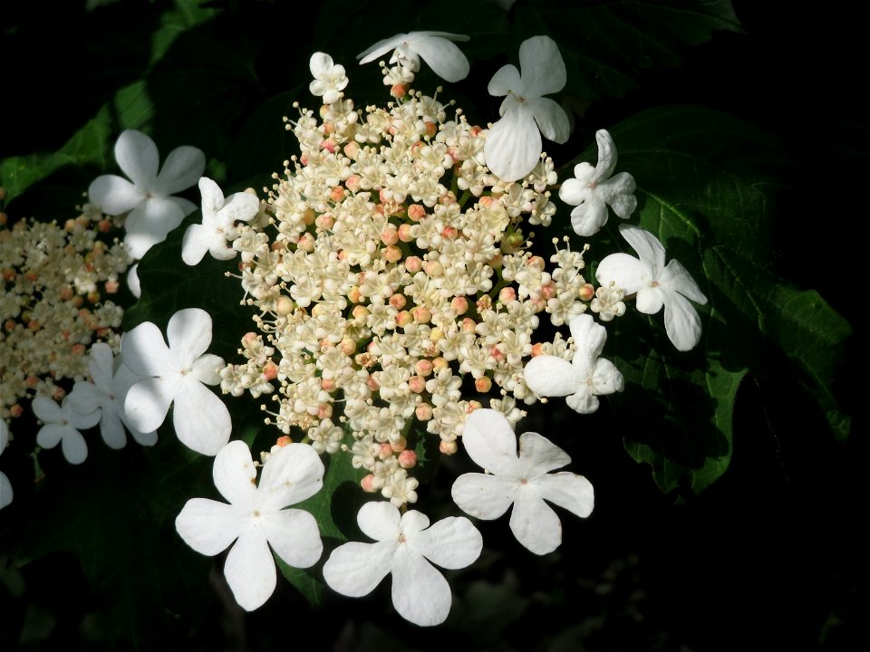 Gewöhnlicher Schneeball (Viburnum opulus) im Naturschutzgebiet „Ketscher Rheininsel“