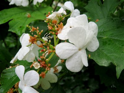 Gewöhnlicher Schneeball (Viburnum opulus) an der Saaraue Güdingen