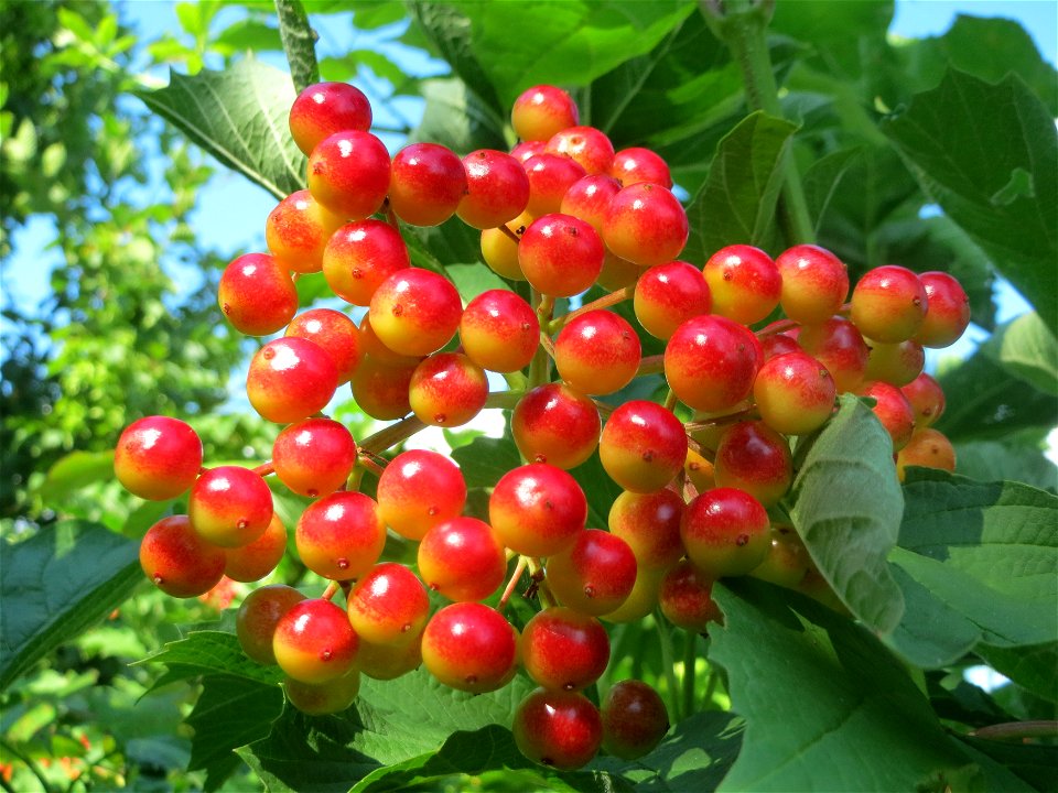 Früchte vom Gewöhnlichen Schneeball (Viburnum opulus) in Hockenheim