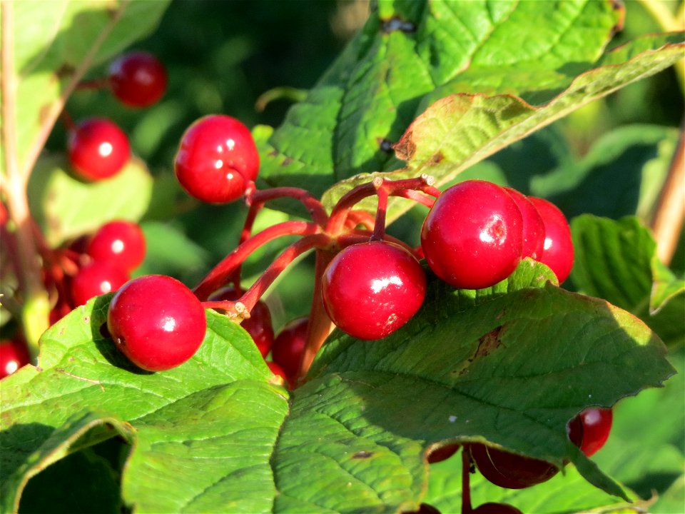 Gewöhnlicher Schneeball (Viburnum opulus) bei Hockenheim