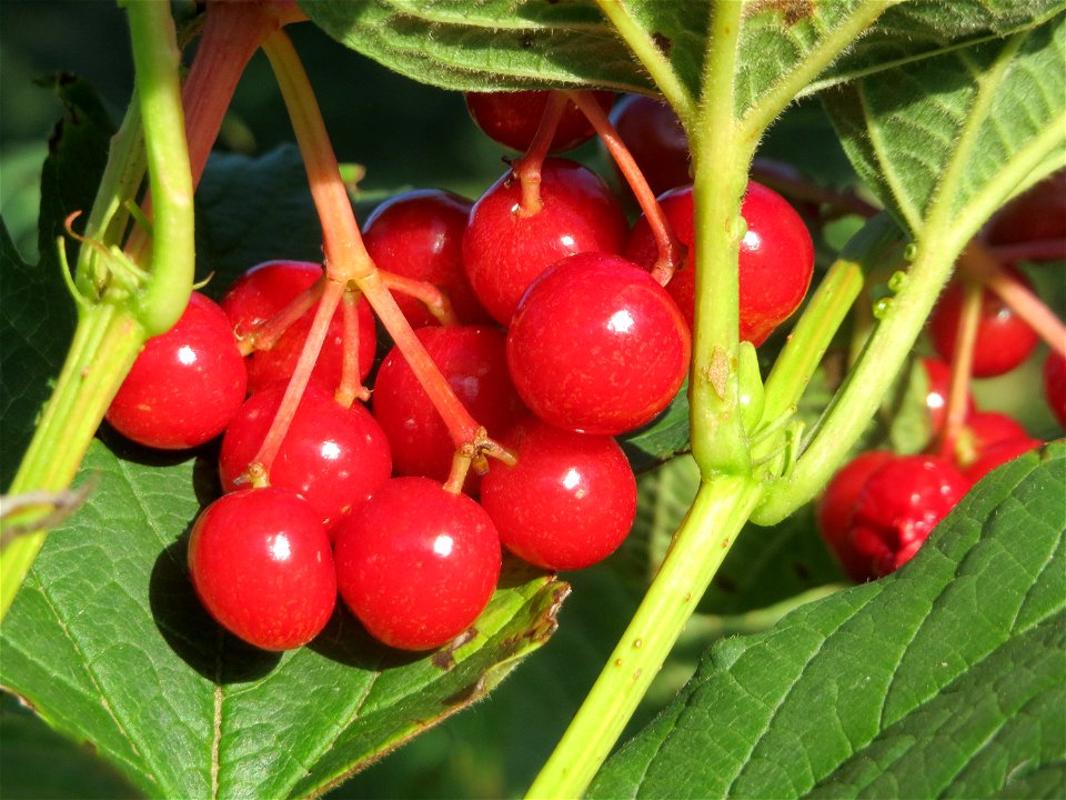 Gewöhnlicher Schneeball (Viburnum opulus) bei Hockenheim