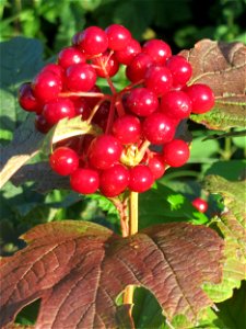 Gewöhnlicher Schneeball (Viburnum opulus) bei Hockenheim
