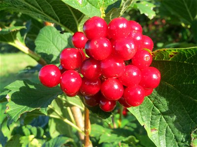 Gewöhnlicher Schneeball (Viburnum opulus) bei Hockenheim