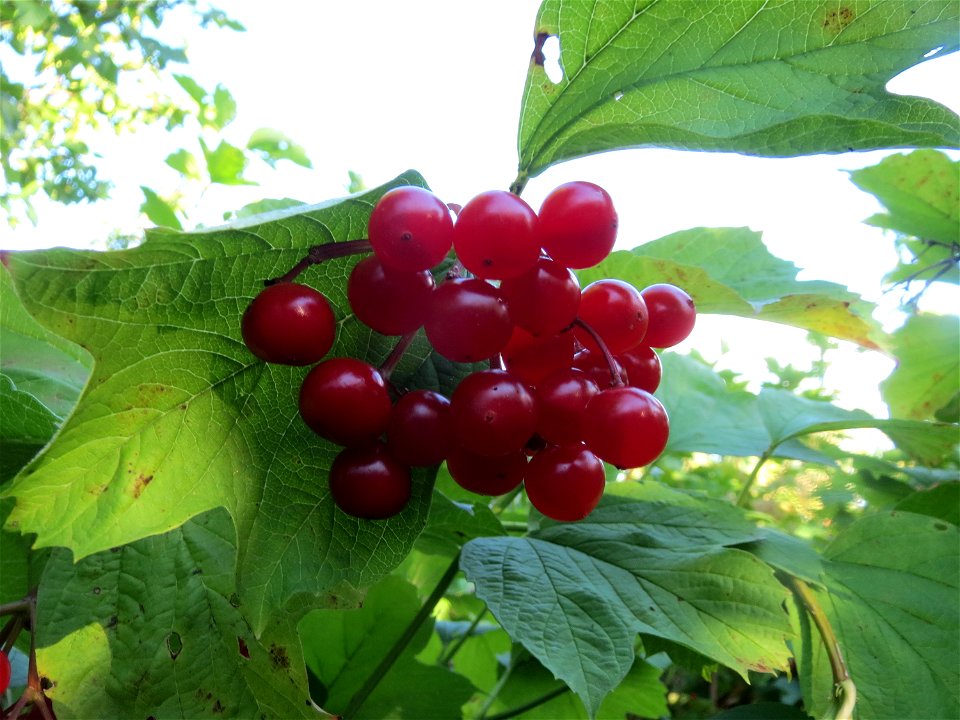 Früchte vom Gewöhnlichen Schneeball (Viburnum opulus) in Hockenheim
