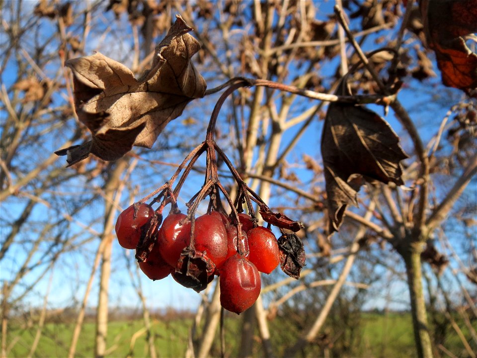 Gewöhnlicher Schneeball (Viburnum opulus) bei Neulußheim