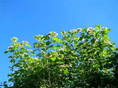 Gewöhnlicher Schneeball (Viburnum opulus) in den Horststückern im Landschaftsschutzgebiet „Hockenheimer Rheinbogen“