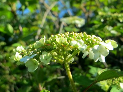 Gewöhnlicher Schneeball (Viburnum opulus) in den Horststückern im Landschaftsschutzgebiet „Hockenheimer Rheinbogen“
