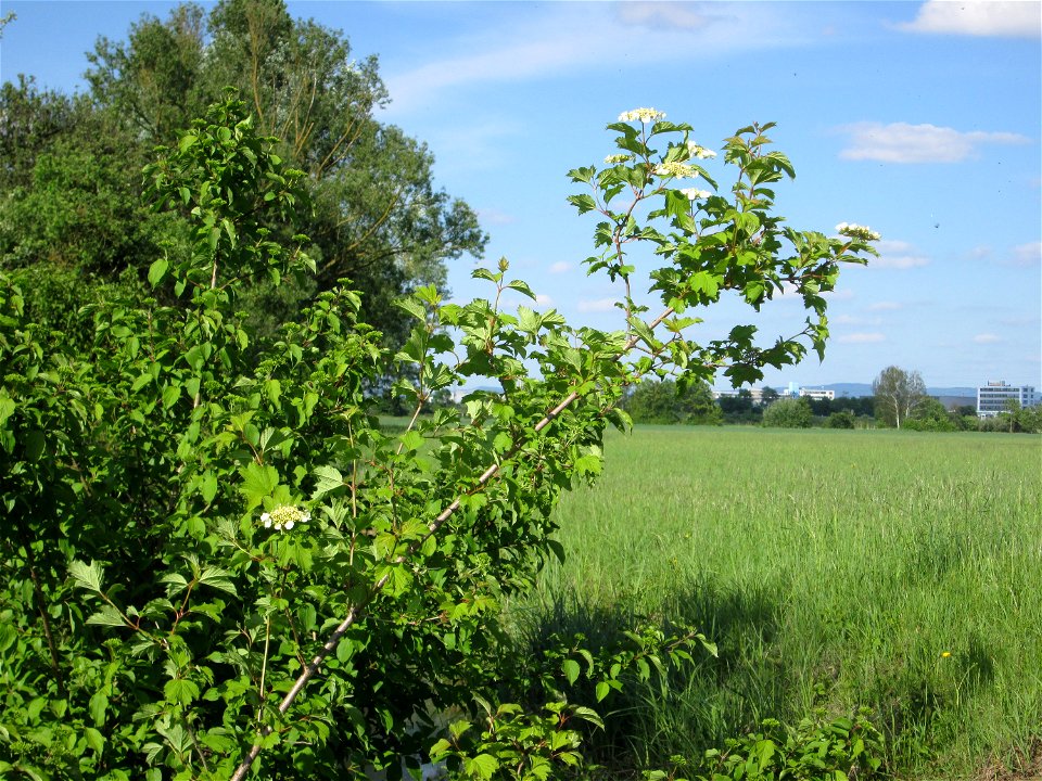 Gewöhnlicher Schneeball (Viburnum opulus) im Naturschutzgebiet „Bachwiesen/Leopoldswiesen“ im Hockenheimer Rheinbogen