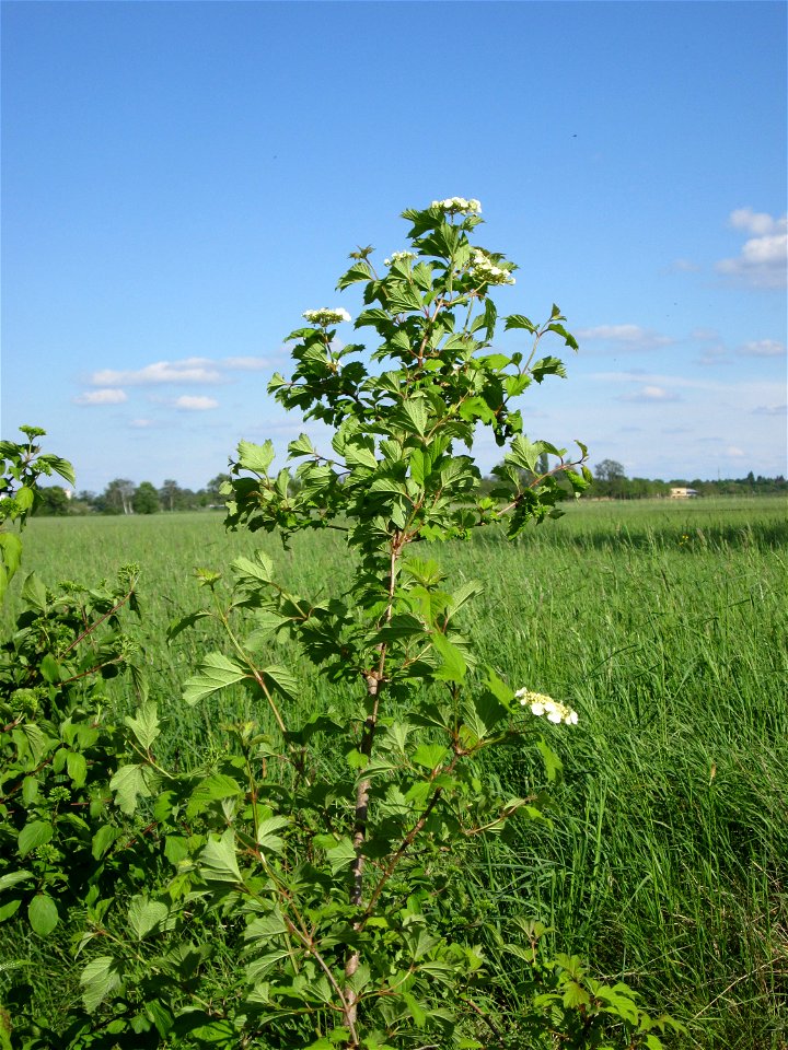 Gewöhnlicher Schneeball (Viburnum opulus) im Naturschutzgebiet „Bachwiesen/Leopoldswiesen“ im Hockenheimer Rheinbogen