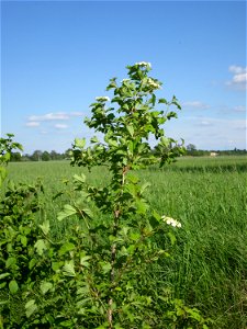 Gewöhnlicher Schneeball (Viburnum opulus) im Naturschutzgebiet „Bachwiesen/Leopoldswiesen“ im Hockenheimer Rheinbogen