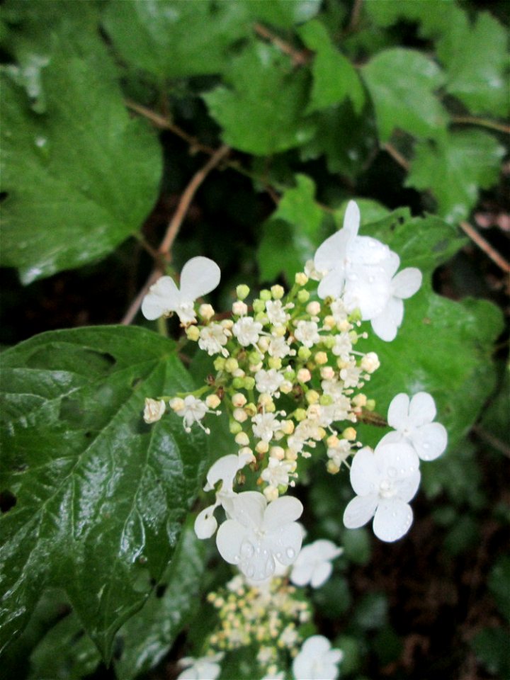 Gewöhnlicher Schneeball (Viburnum opulus) am Osthafen Saarbrücken