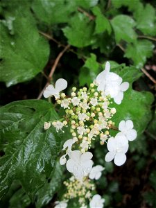 Gewöhnlicher Schneeball (Viburnum opulus) am Osthafen Saarbrücken