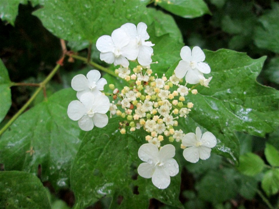 Gewöhnlicher Schneeball (Viburnum opulus) am Osthafen Saarbrücken