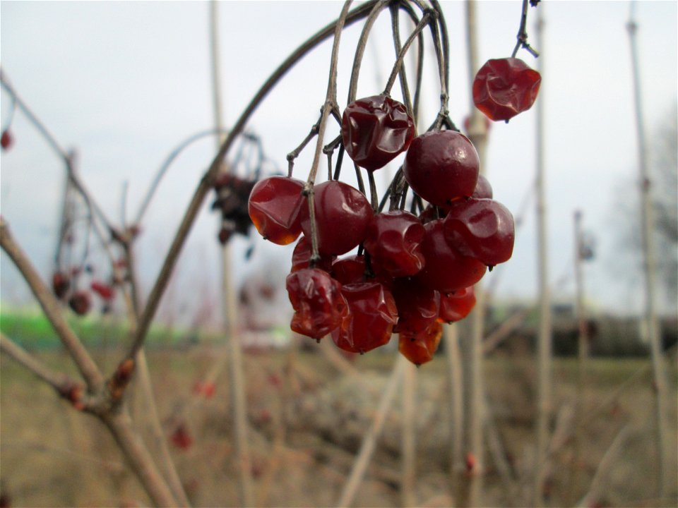 Gewöhnlicher Schneeball (Viburnum opulus) auf einer Reptilien- und Insekten-Schutzfläche bei Oftersheim