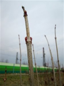 Gewöhnlicher Schneeball (Viburnum opulus) auf einer Reptilien- und Insekten-Schutzfläche bei Oftersheim