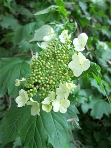 Gewöhnlicher Schneeball (Viburnum opulus) in den Horststückern im Landschaftsschutzgebiet „Hockenheimer Rheinbogen“