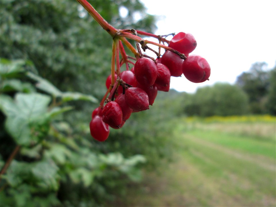 Gewöhnlicher Schneeball (Viburnum opulus) an der Saaraue Güdingen