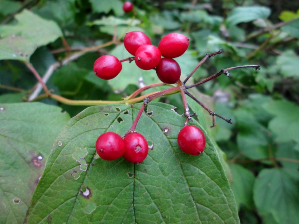 Gewöhnlicher Schneeball (Viburnum opulus) an der Saaraue Güdingen